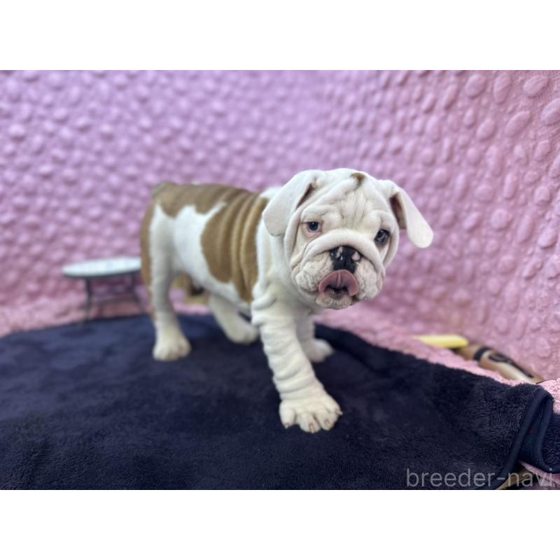 販売中の茨城県のブルドッグ-427547の3枚目