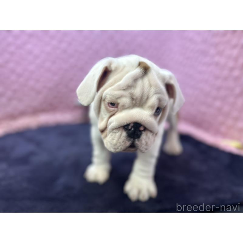 販売中の茨城県のブルドッグ-427547の2枚目