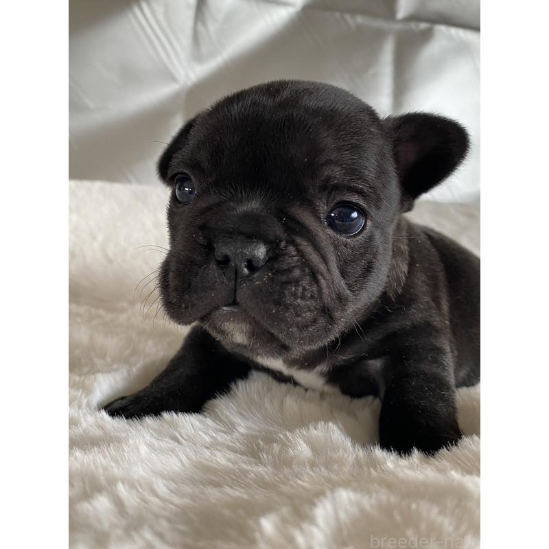 販売中の広島県のフレンチブルドッグ-427548の7枚目