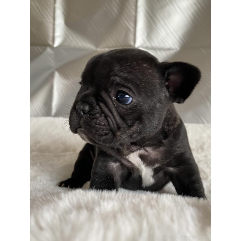 販売中の広島県のフレンチブルドッグ-427548の5枚目