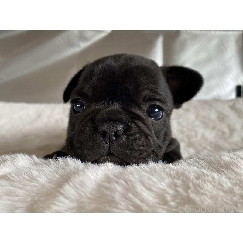 販売中の広島県のフレンチブルドッグ-427548の4枚目