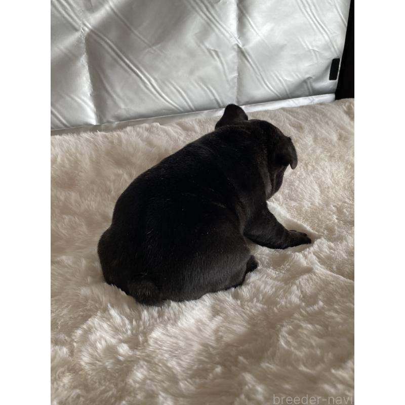 販売中の広島県のフレンチブルドッグ-427548の3枚目