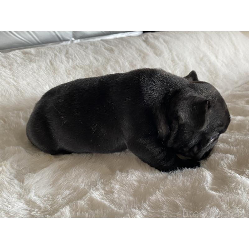 販売中の広島県のフレンチブルドッグ-427548の2枚目