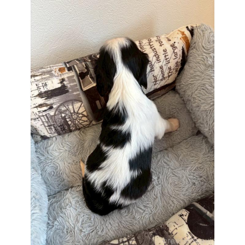 販売中の福岡県のキャバリアキングチャールズスパニエル-427550の3枚目