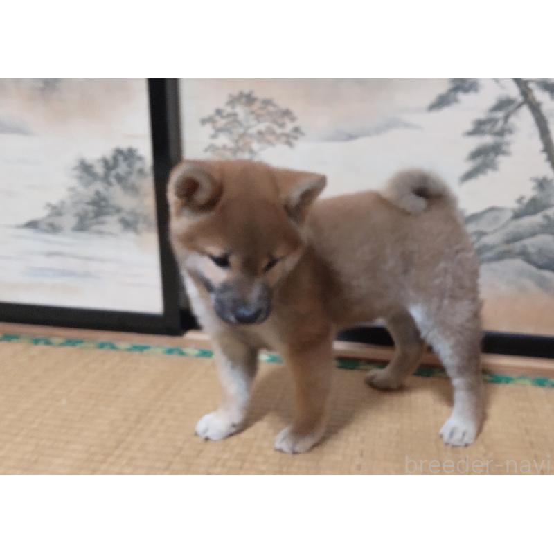 販売中の秋田県の柴犬-412460の5枚目