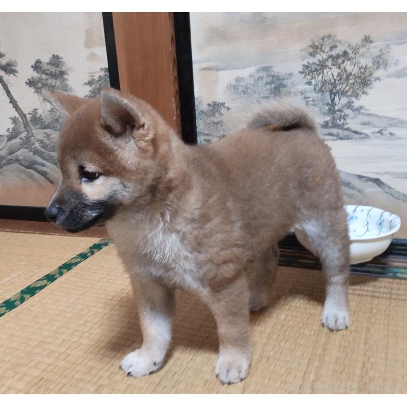 販売中の秋田県の柴犬-412460の4枚目