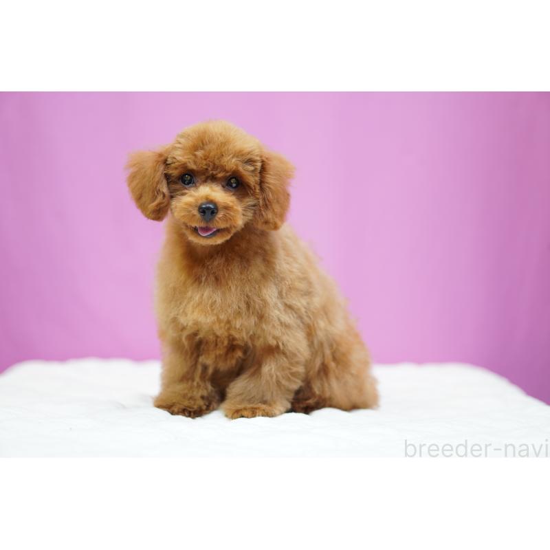 成約済の埼玉県のタイニープードル-413151の6枚目