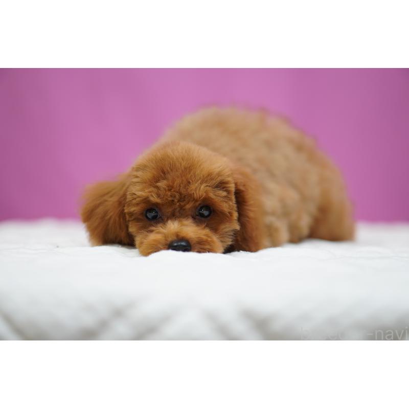 成約済の埼玉県のタイニープードル-413151の5枚目