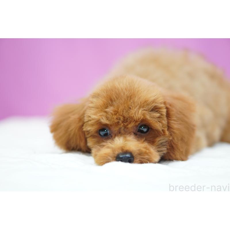 成約済の埼玉県のタイニープードル-413151の3枚目