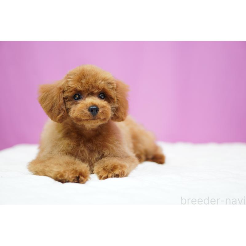 成約済の埼玉県のタイニープードル-413151の2枚目