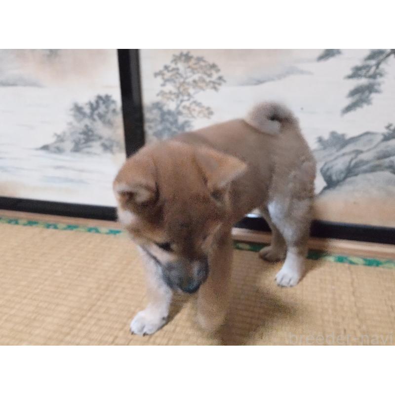販売中の秋田県の柴犬-412460の2枚目