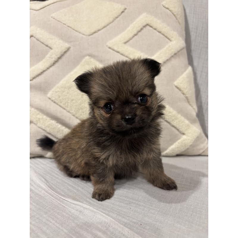 販売中の福岡県のポメチワ:ポメラニアン×チワワ-427553の3枚目