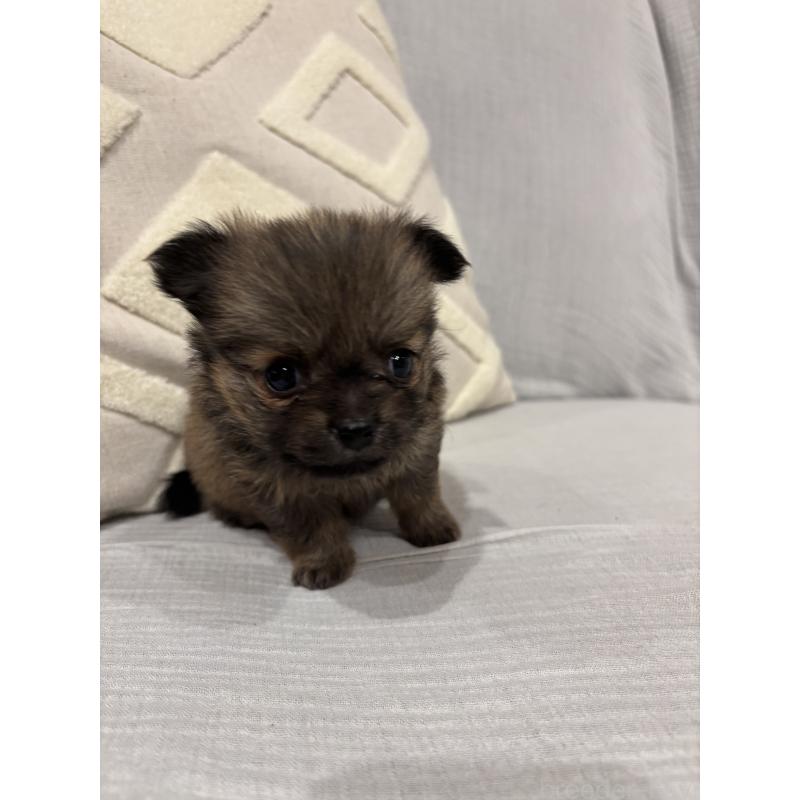 販売中の福岡県のポメチワ:ポメラニアン×チワワ-427553の2枚目
