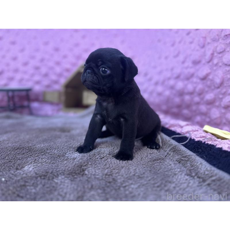 販売中の茨城県のパグ-427552の14枚目