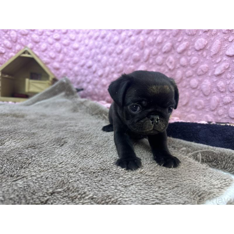 販売中の茨城県のパグ-427552の13枚目