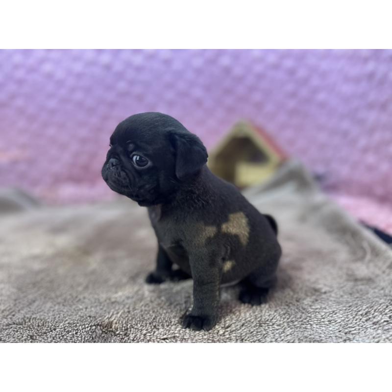 販売中の茨城県のパグ-427552の12枚目