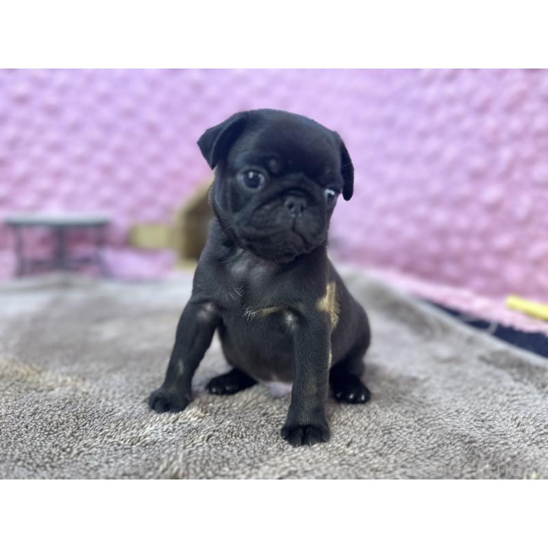 販売中の茨城県のパグ-427552の11枚目