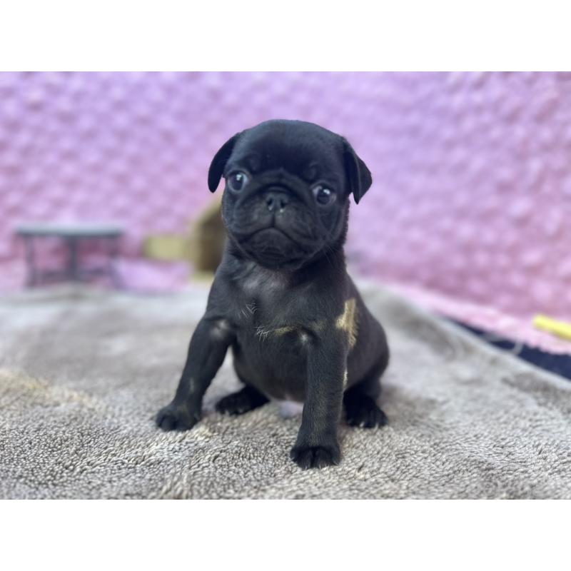 販売中の茨城県のパグ-427552