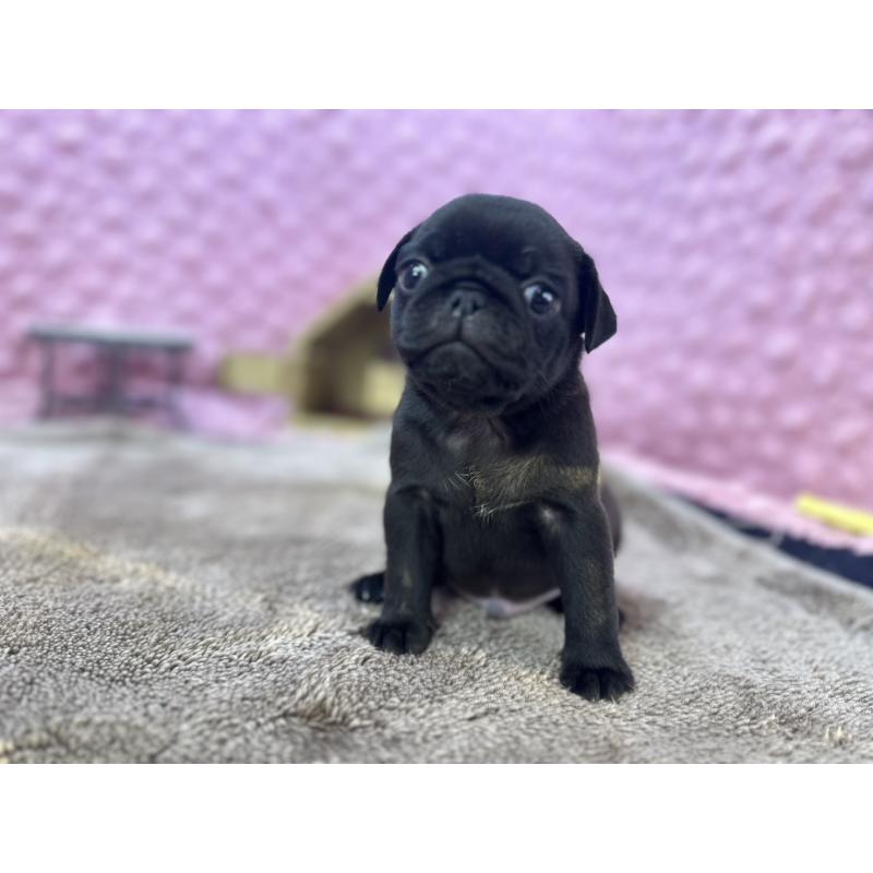 販売中の茨城県のパグ-427552の10枚目