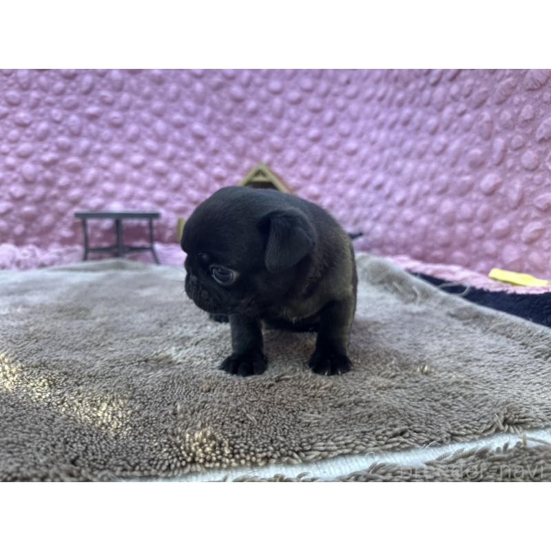 販売中の茨城県のパグ-427552の9枚目