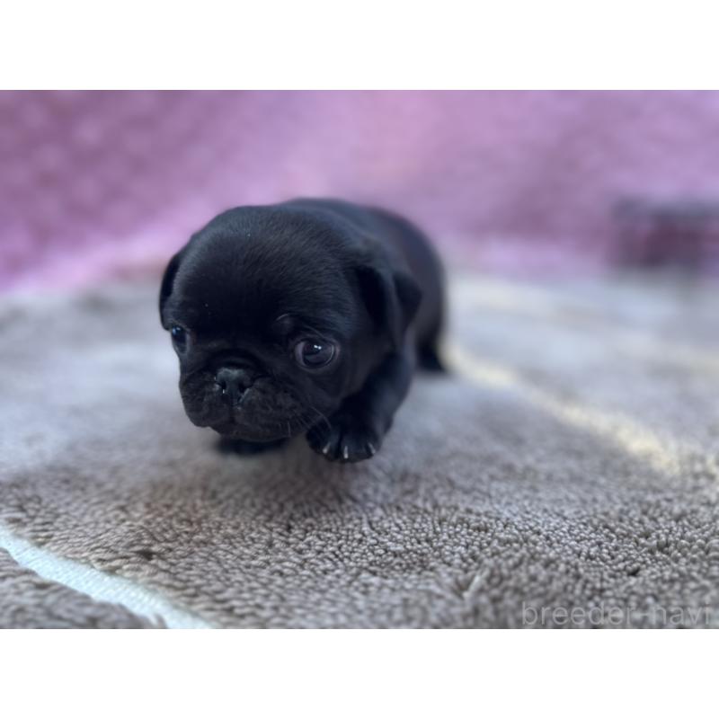 販売中の茨城県のパグ-427552の8枚目