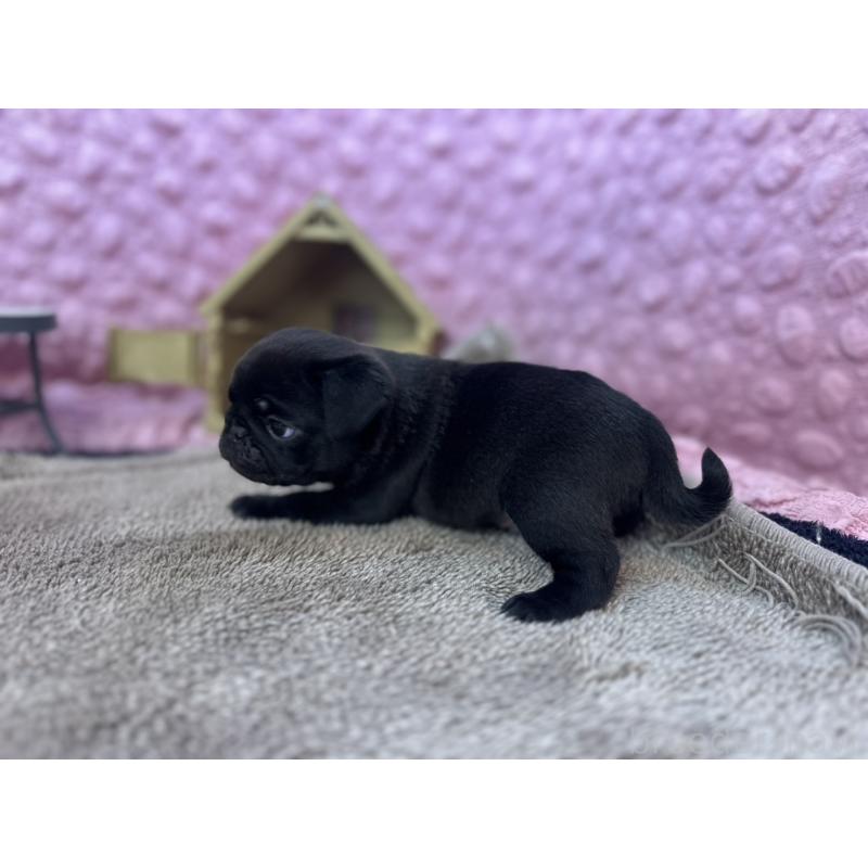 販売中の茨城県のパグ-427552の7枚目