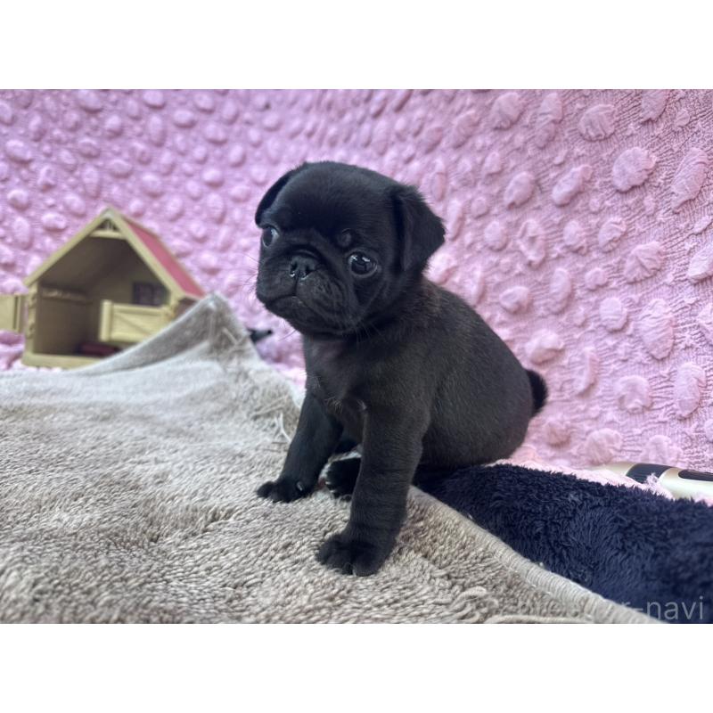 販売中の茨城県のパグ-427552の6枚目