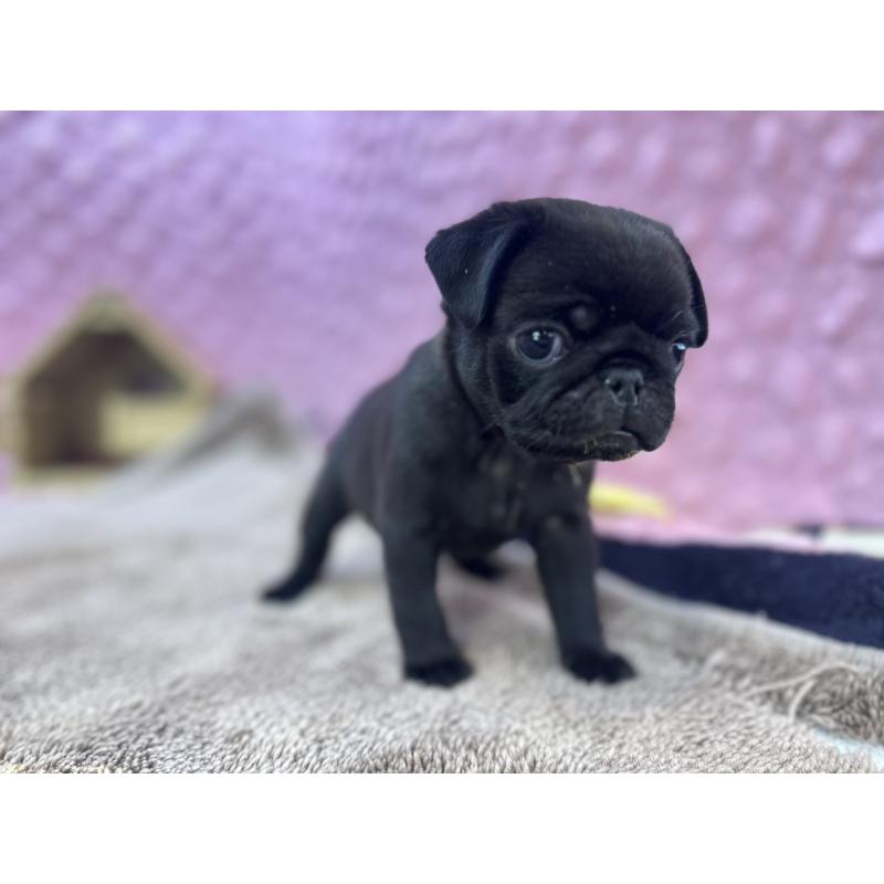 販売中の茨城県のパグ-427552の5枚目