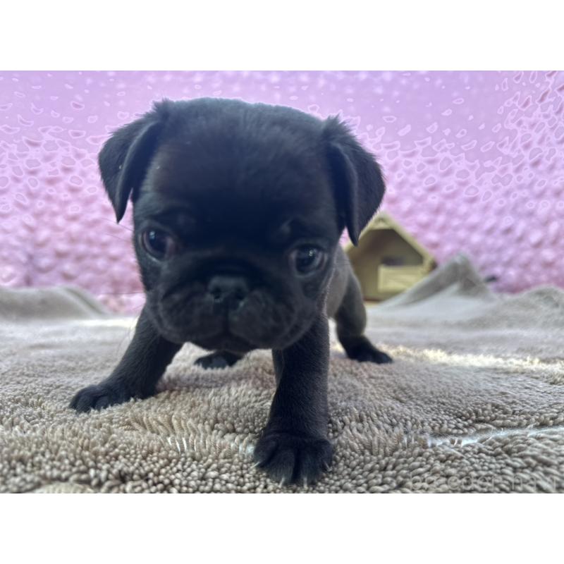 販売中の茨城県のパグ-427552の4枚目