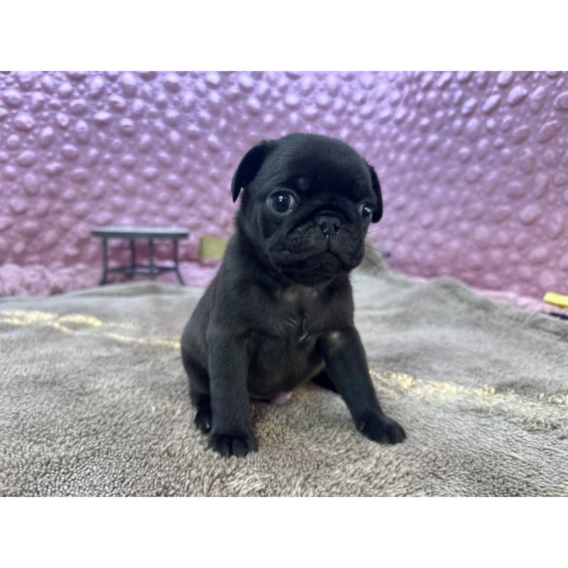 販売中の茨城県のパグ-427552の3枚目