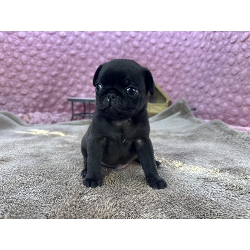 販売中の茨城県のパグ-427552の2枚目