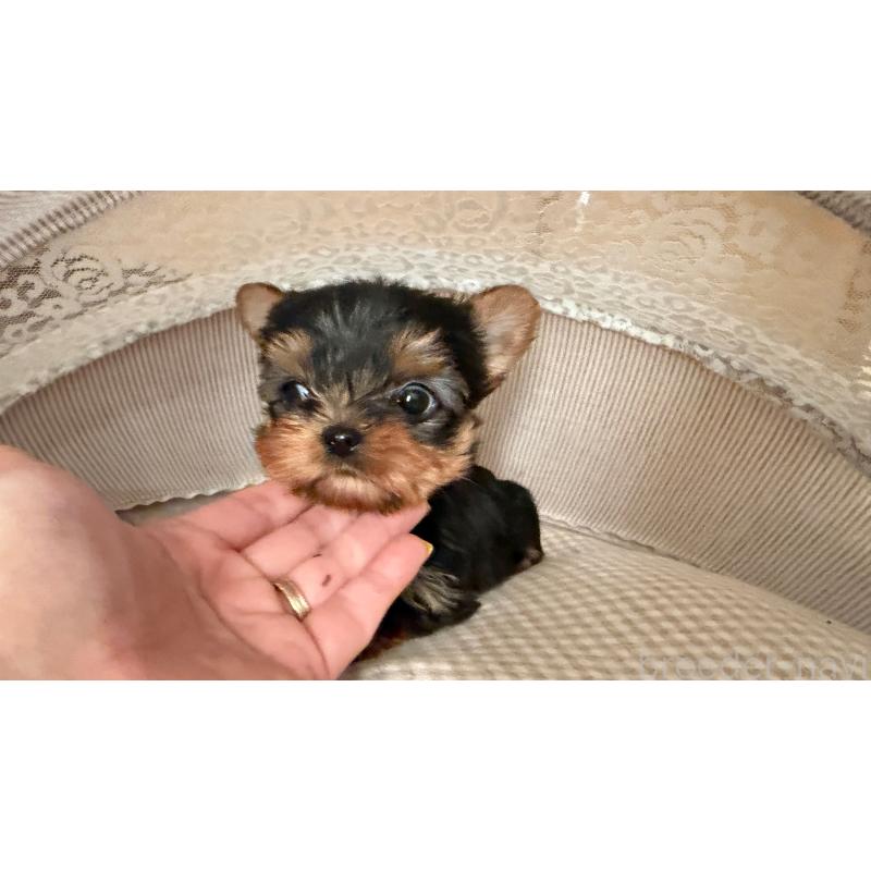 販売中の東京都のヨークシャーテリア-427554の4枚目