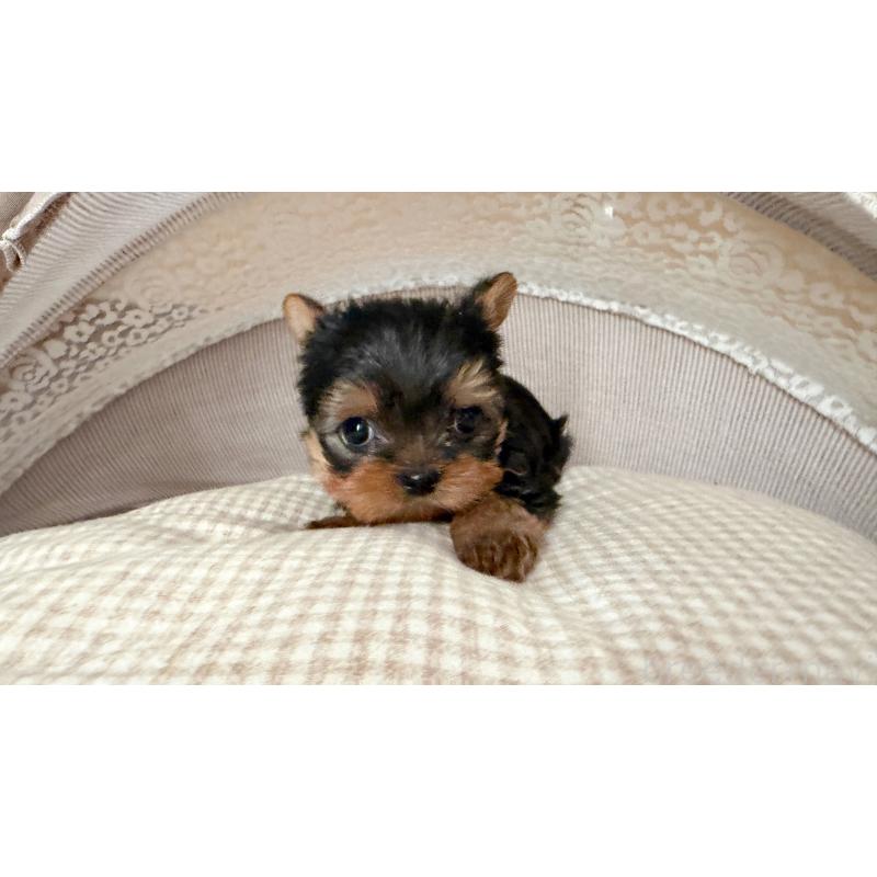 販売中の東京都のヨークシャーテリア-427554の3枚目