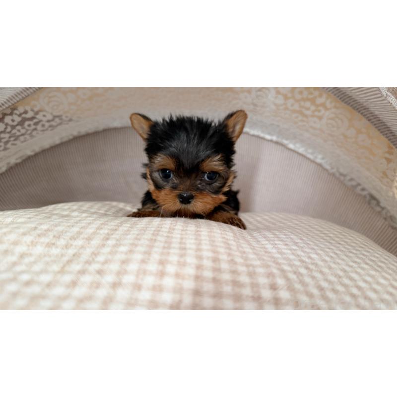 販売中の東京都のヨークシャーテリア-427554の2枚目