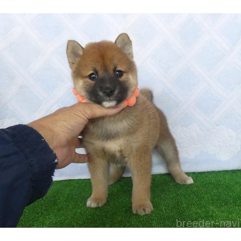 販売中の静岡県の柴犬-427557の7枚目