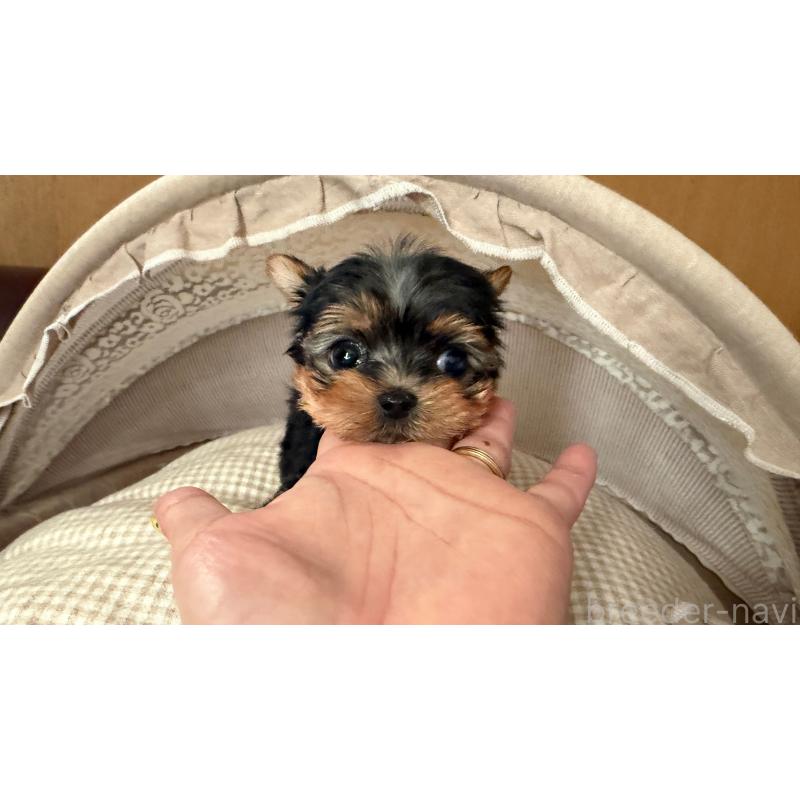 販売中の東京都のヨークシャーテリア-427556の5枚目