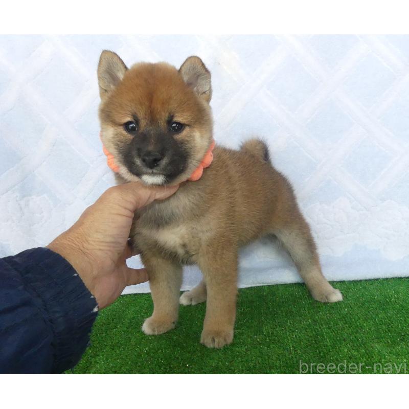 販売中の静岡県の柴犬-427557の6枚目