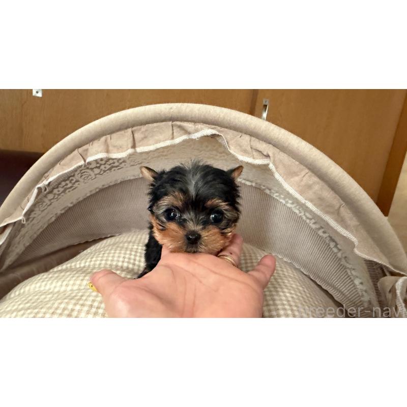 販売中の東京都のヨークシャーテリア-427556の4枚目