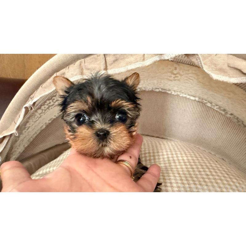 販売中の東京都のヨークシャーテリア-427556の3枚目