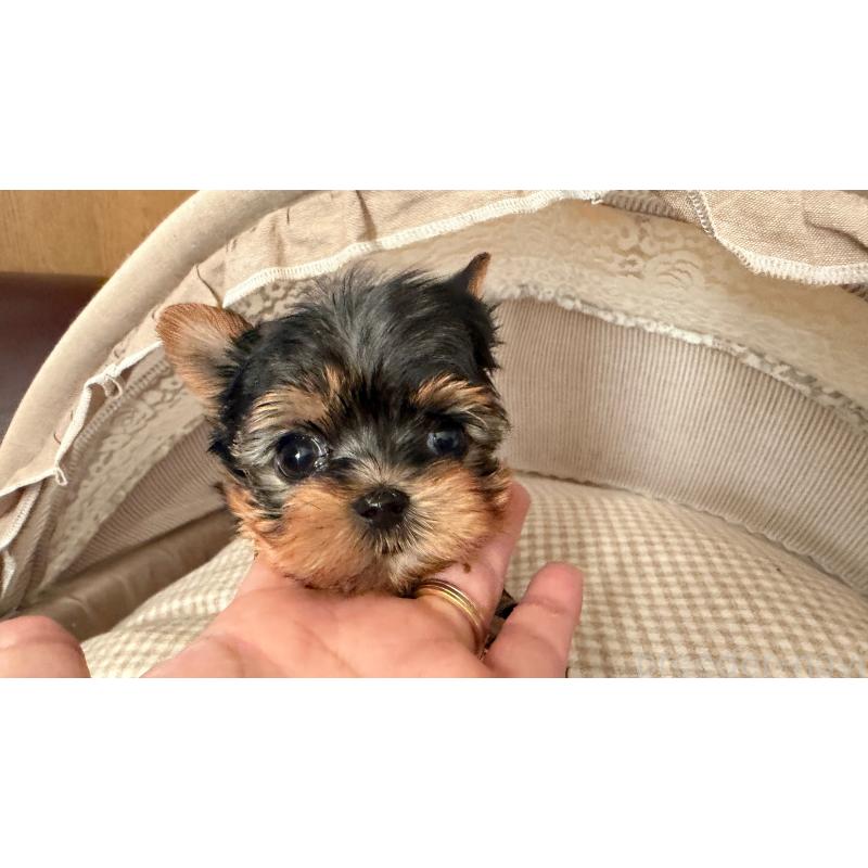 販売中の東京都のヨークシャーテリア-427556の2枚目