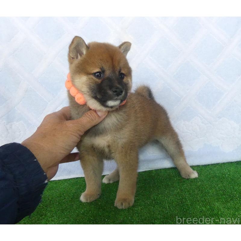 販売中の静岡県の柴犬-427557の5枚目