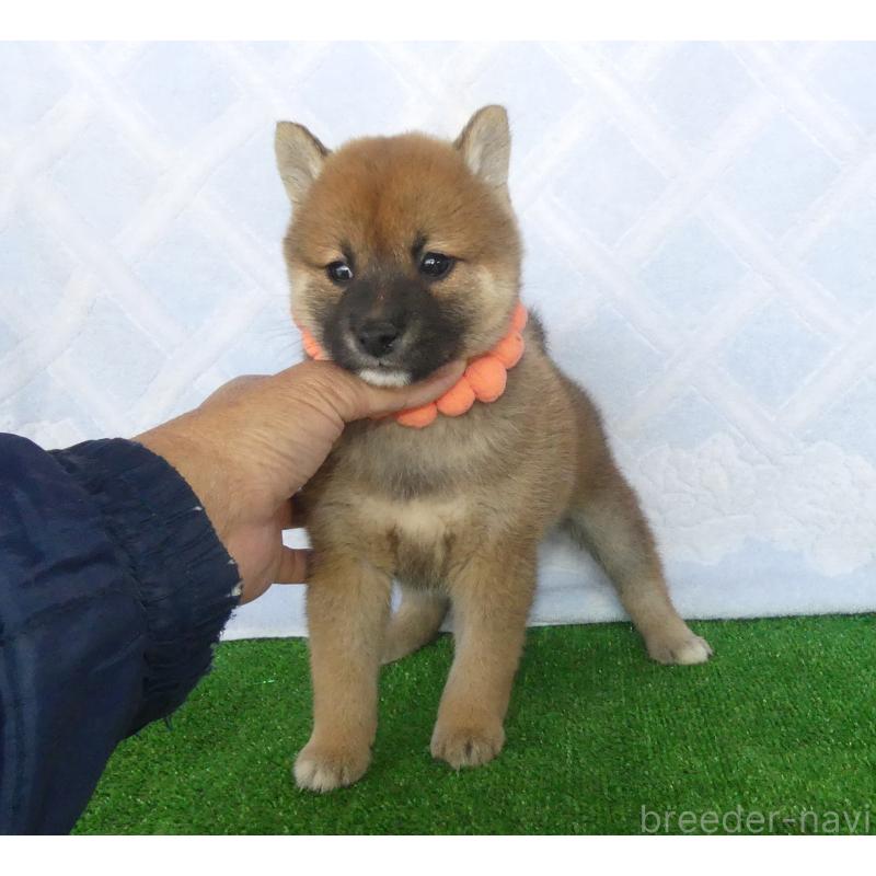 販売中の静岡県の柴犬-427557の4枚目