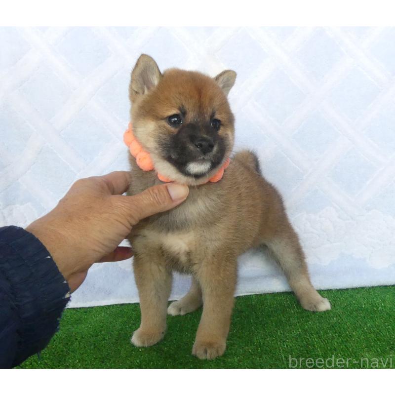 販売中の静岡県の柴犬-427557の3枚目