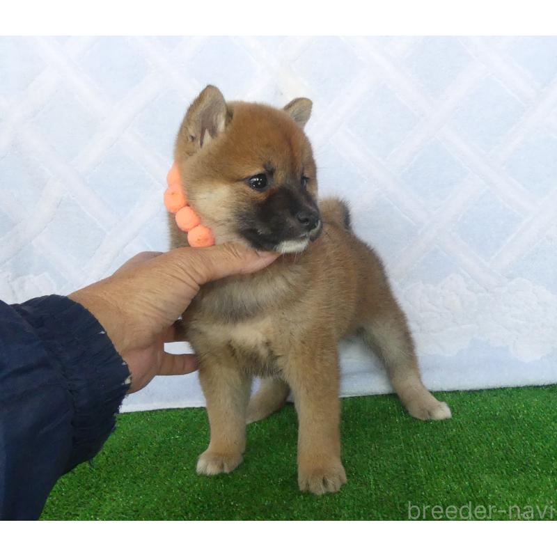 販売中の静岡県の柴犬-427557の2枚目