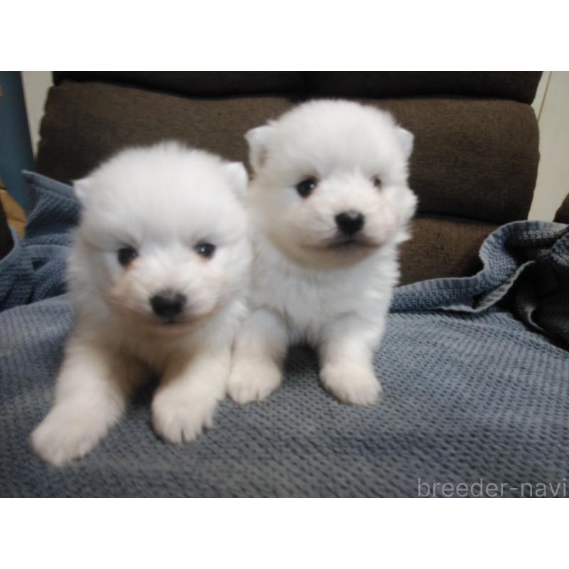 販売中の千葉県の日本スピッツ-427558の6枚目