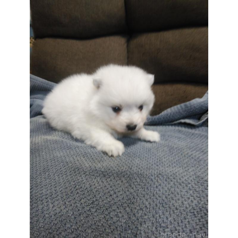 販売中の千葉県の日本スピッツ-427558の5枚目