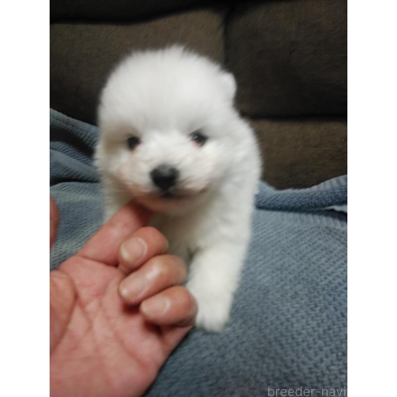 販売中の千葉県の日本スピッツ-427558の4枚目