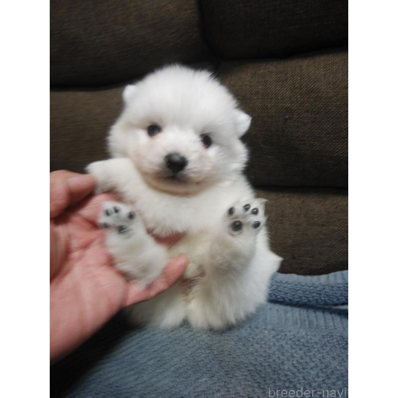 販売中の千葉県の日本スピッツ-427558の3枚目