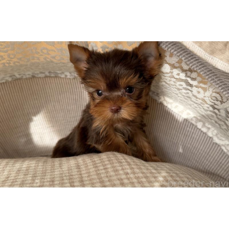 販売中の東京都のヨークシャーテリア-427559の4枚目