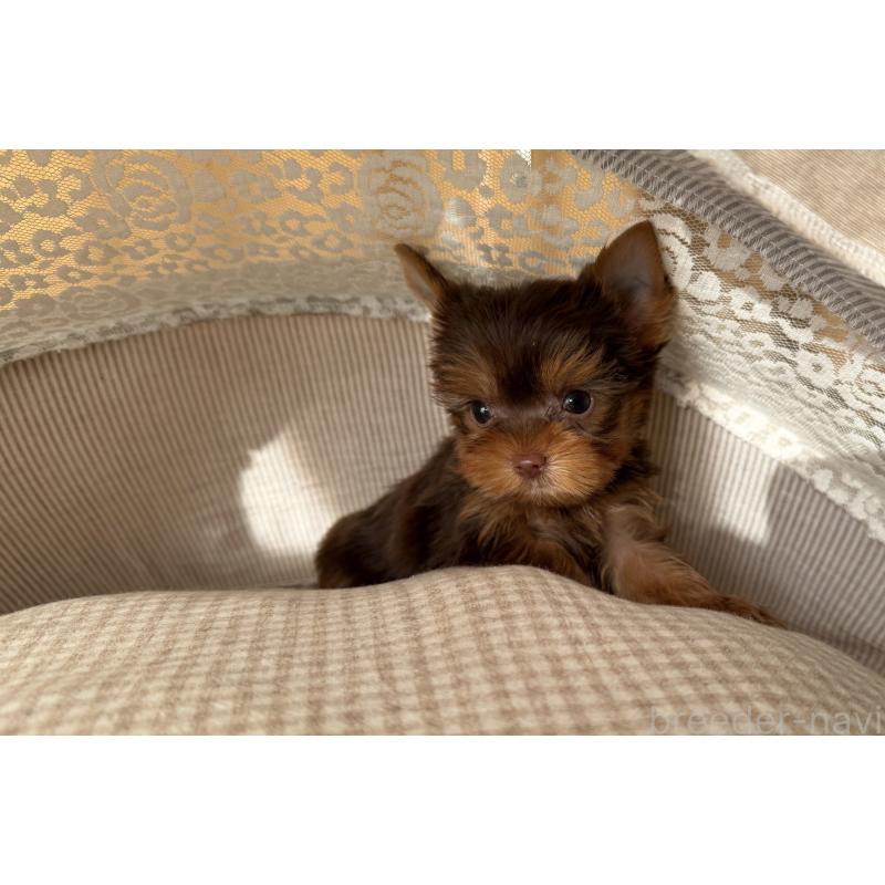 販売中の東京都のヨークシャーテリア-427559の3枚目